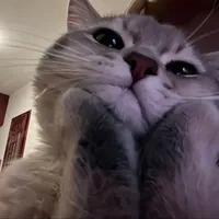 original sound - 26.trendycat