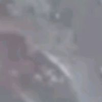 mono____giasena_