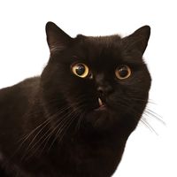 mamskiofcats