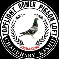 topflighthomerpigeonloft