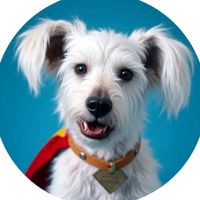 kryptosupermansdog
