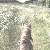 emsplayshorsegames