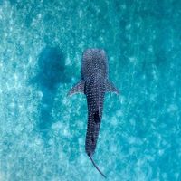 marine_life157