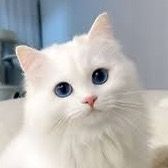drilonsara0