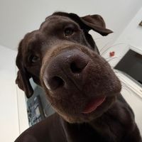 flankerthedog