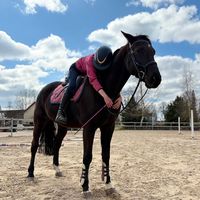 granddefathehorse