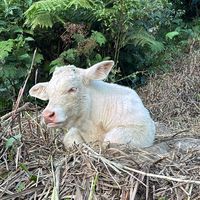 charolais.ecuador