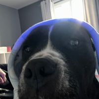 pixelhood911