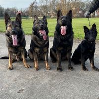the_czech_pack