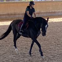 vp_.horses