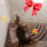 bestiesdogs_