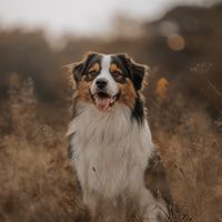 oreo_the_dog7