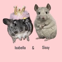 cincilla_isabel.sissy