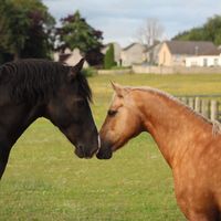 redford_equestrian