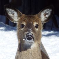 bitches broken hearts.