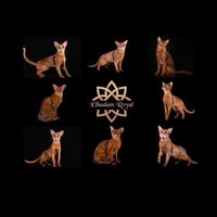elbadam_royal_cattery
