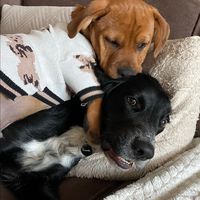 allnaturalbarkery