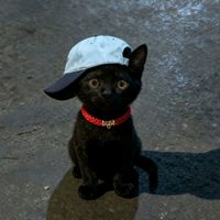 bandito_gatitoo