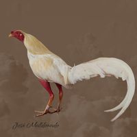 gallerajosemaldonado