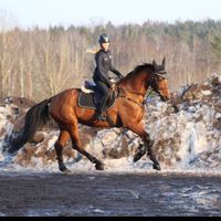showjumping_neaa