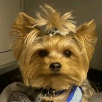 bijoux_yorky