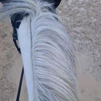 showriderlove