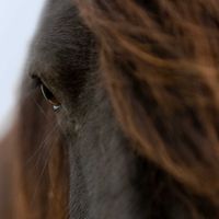 equi.gigi