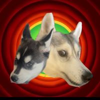 lehusky