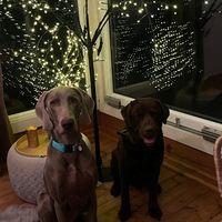 labradors2021