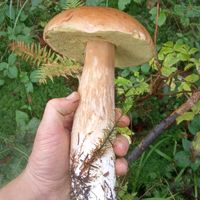 dźwięk oryginalny