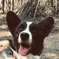 sorbet.corgi