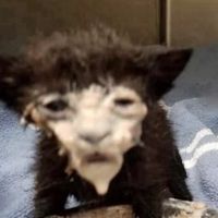 monkeygone2heaven