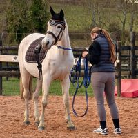 al.hamira.equi
