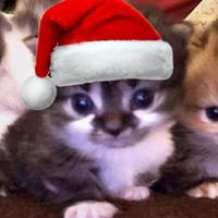 meowgicznykocur_123