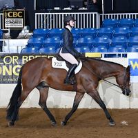 solace_sport_horses