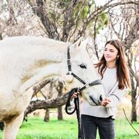 un_poney_gris.1