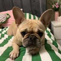 bellathefrenchie2021