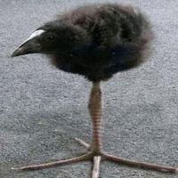 BWAAAAAAA