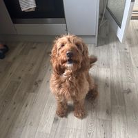 Hiii