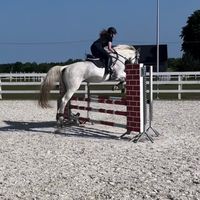 kj.showjumper_