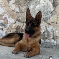 umbertoperez1