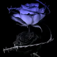 original sound - schwarz_weise_rosen26