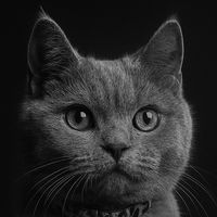 george_mmeow