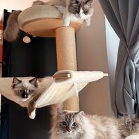 floofdolls