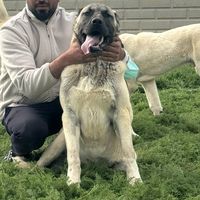 aktankennels