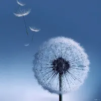 original sound - islamic_vib14