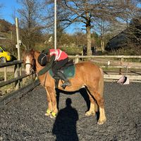 x.competing_my_welshie.x