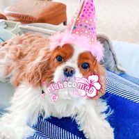 riahscomet