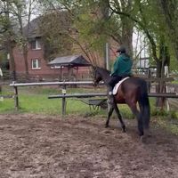 offiziell.mer_horse_pvt