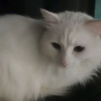 dendona.com